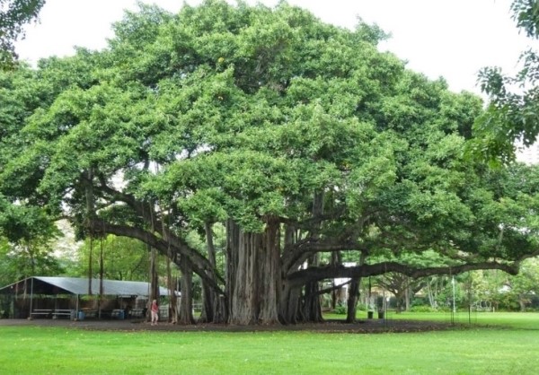 반얀트리(Banyan Tree) 